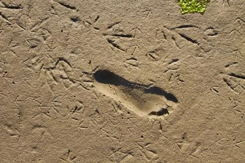Footprints in mud Stock Photos