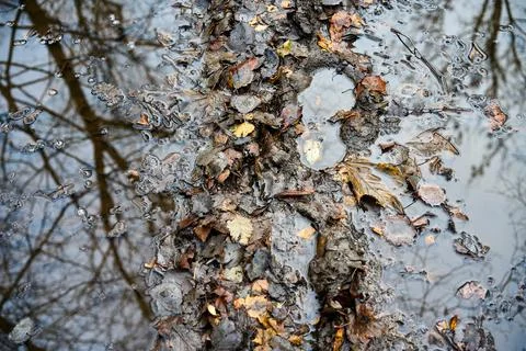 A footprints in a muddy puddle. Bare trees without leafs reflecting. Stock Photos