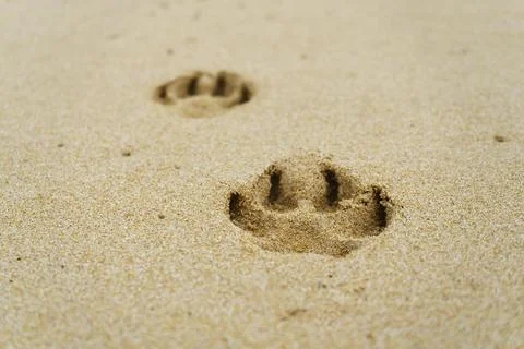 Footprints from the paws on the sand Stock Photos