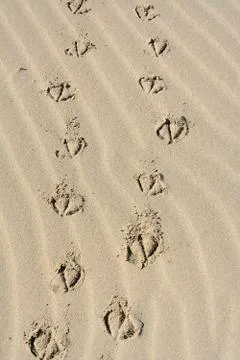 Footprints Stock Photos