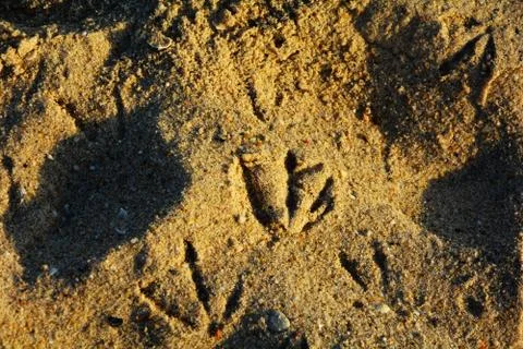 Footprints 스톡 사진