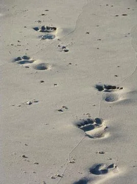 Footprints 写真素材