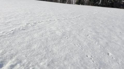 Footprints of rabbit and deer on snowed field Stock Footage 326940897
