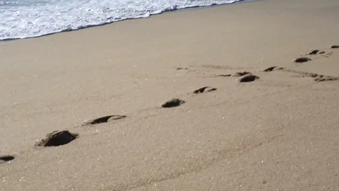 Footprints in the sand 1 Stock Footage 86608410
