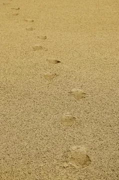 Footprints on sand  background in desert beach Stock Photos