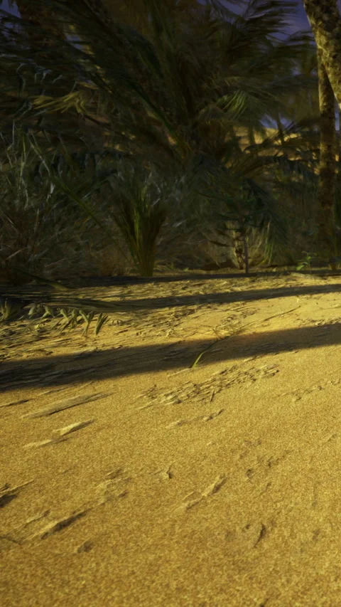 Footprints on sand in a desert landscape during evening light Stock Footage 331752538