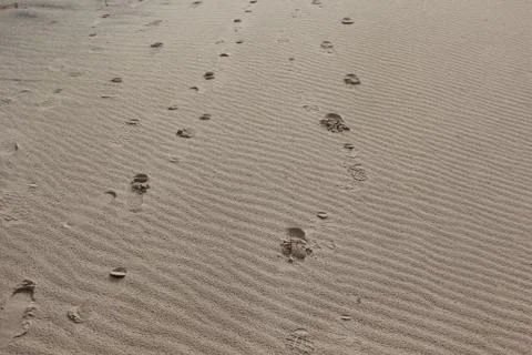 Footprints in sand of dune in Sleeping Bear Dunes National Lakeshore, Michigan Stock Photos
