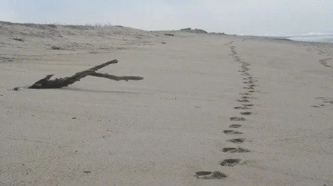 Footprints in sand Stock Footage 627741