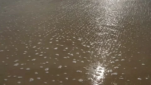 Footprints in the sand Stock Footage 8524746
