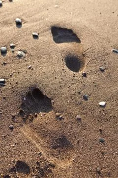 Footprints in sand Stock Photos