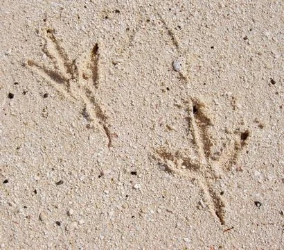 Footprints in the sand Stock Photos