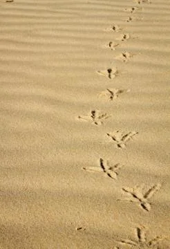 Footprints in the sand Stock Photos