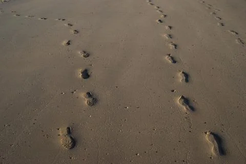 Footprints in the sand Stock Photos