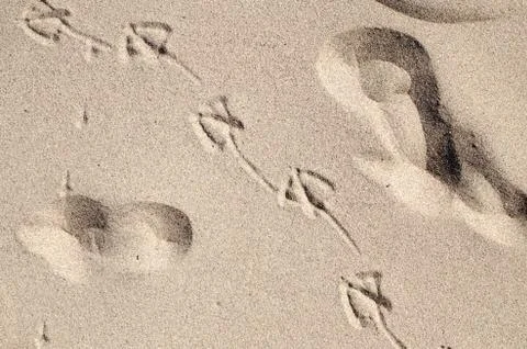 Footprints in the sand Stock Photos