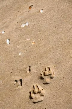 Footprints in the sand Stock Photos
