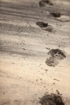 Footprints in sand Stock Photos