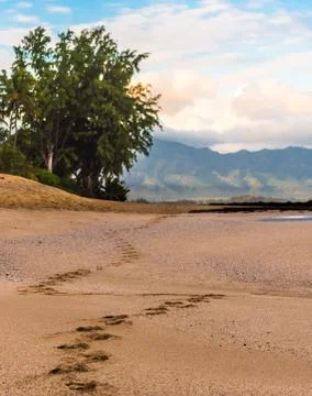 Footprints in the Sand Stock Photos