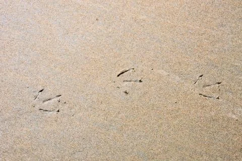 Footprints in the Sand Stock Photos