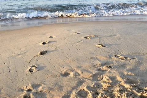 Footprints on the sand Stock Photos