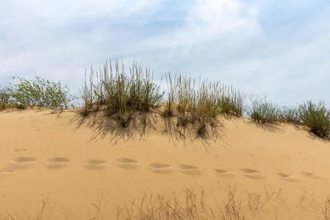 Footprints in the sand Stock Photos