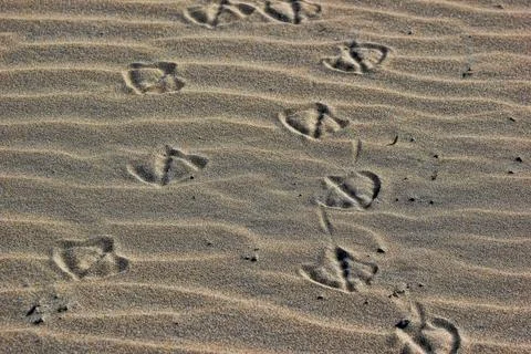 Footprints in the Sand Stock-Fotos