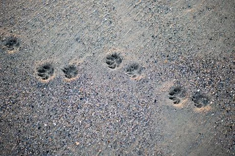 Footprints in the sand Stock Photos