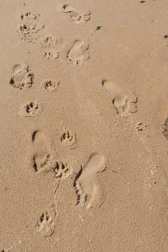 Footprints in the Sand. Stock Photos