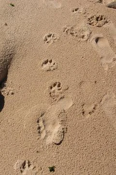 Footprints in the Sand. Stock Photos