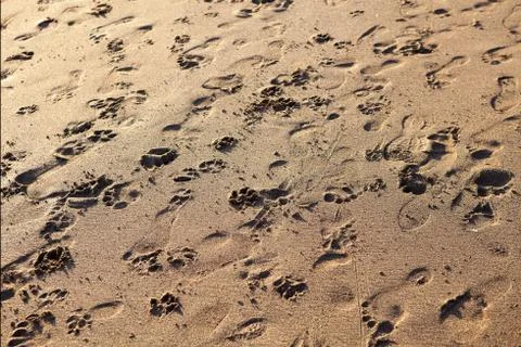 Footprints in the sand at sunset Stock Photos