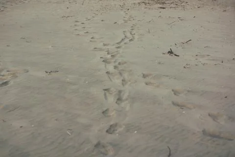 Footprints on sandy beach Stock Photos