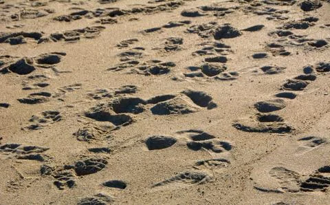 Footprints on Sandy Beach Stock Photos