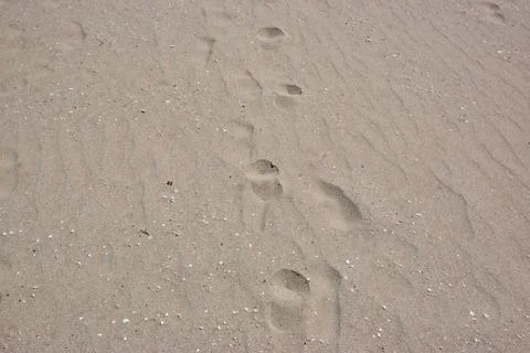 Footprints in sandy beach surface with gentle wave patterns visible Фото