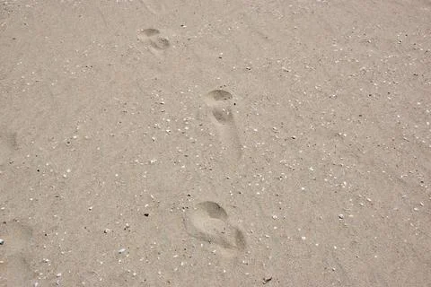 Footprints in sandy beach surface with scattered seashells visible Stockfoto's