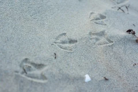 Footprints of a seagull Stock Photos