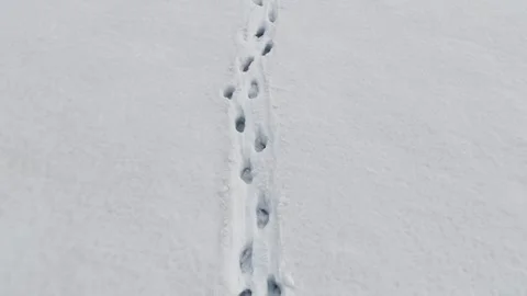 Footprints on snow Stock Footage 292835305