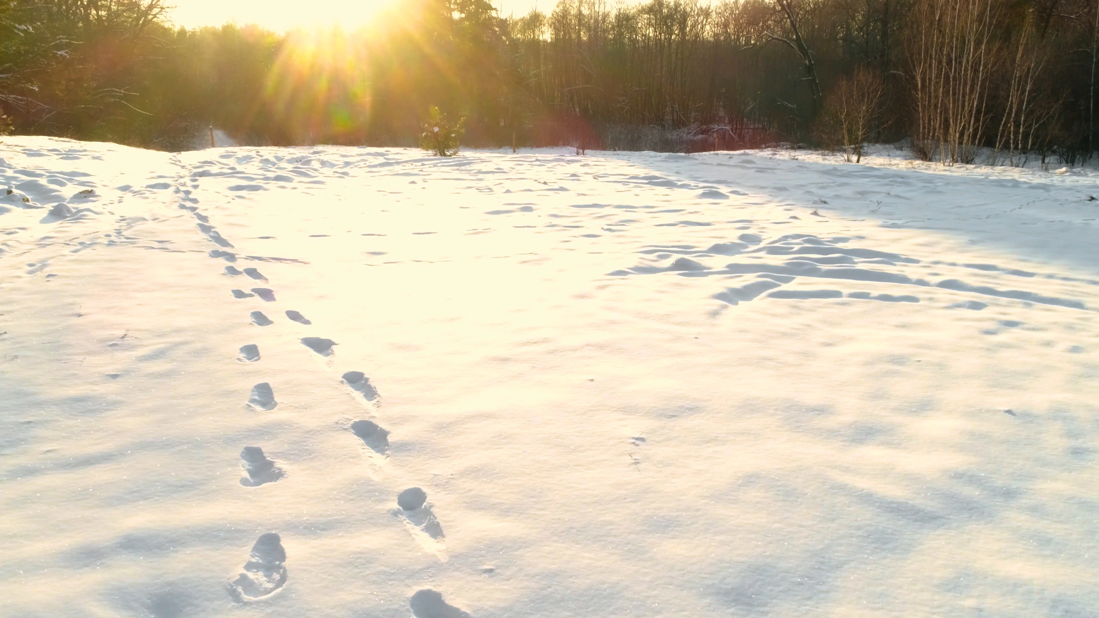 Footprints in the snow in the forest at sunset
