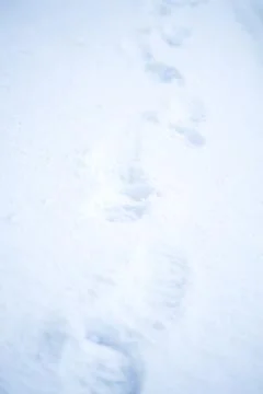 Footprints in snow Foto stock