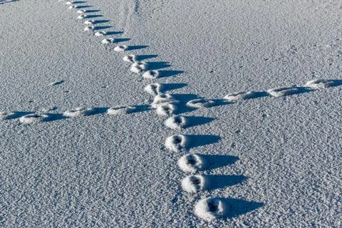Footprints in the snow Foto stock