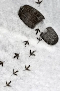 Footprints in a snow Stock Photos