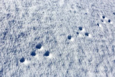 Footprints in the snow Fotos de archivo
