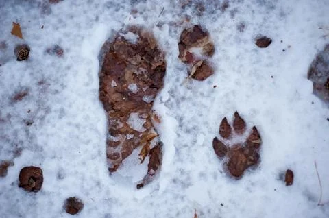 Footprints in the snow Foto stock