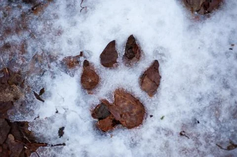 Footprints in the snow Stock Photos