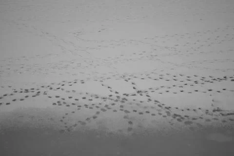 Footprints in the snow Stock Photos