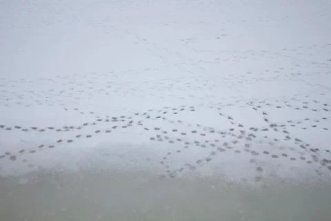 Footprints in the snow Stock Photos