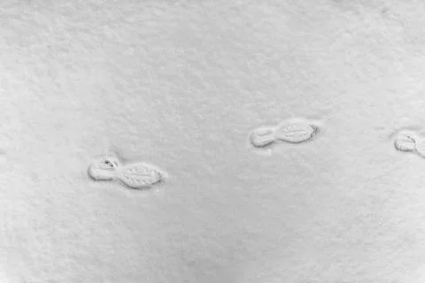 Footprints on the snow Stock Photos