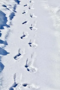 Footprints in the Snow Stock Photos