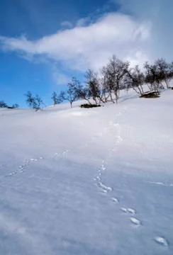 Footprints in the snow Foto stock