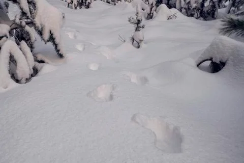 Footprints in the snow Stock Photos