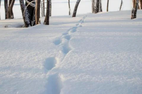 Footprints in the snow. Stock Photos
