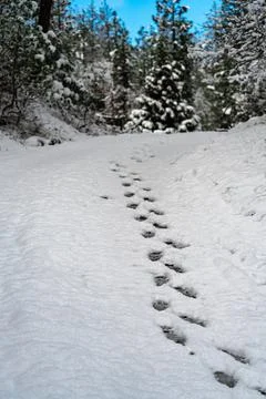 Footprints in Snow Stock Photos